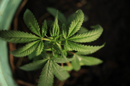 hemp plant medical cannabis pot growing at homeの写真素材