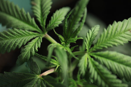 hemp plant medical cannabis pot growing at homeの写真素材