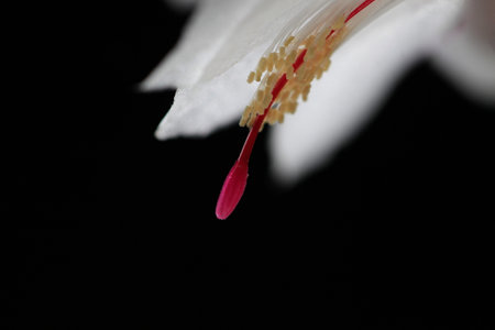 petals of a flower of a Decembrist plant on a dark background close-upの写真素材
