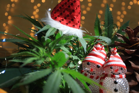 santa cannabis christmas new year marijuana.の写真素材