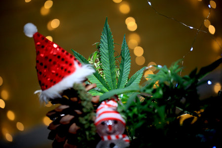 santa cannabis christmas new year marijuana.の写真素材