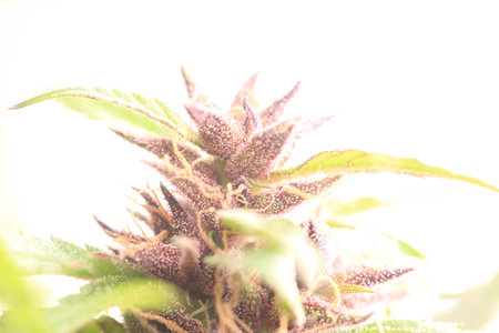 marijuana flowers medical channel close upの写真素材