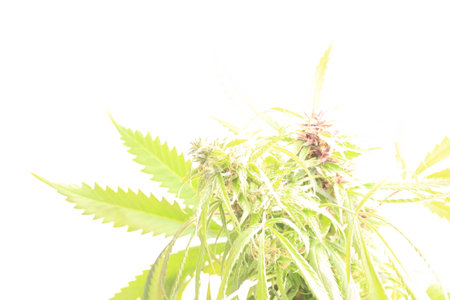 marijuana flowers medical channel close upの写真素材