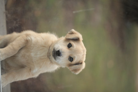 portrait of beige dog looking out the windowの写真素材