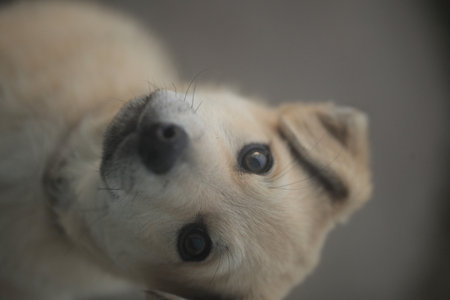 portrait of beige dog looking out the windowの写真素材