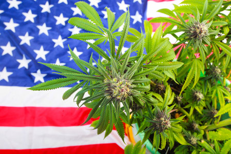 cannabis and flag united ststes americaの写真素材