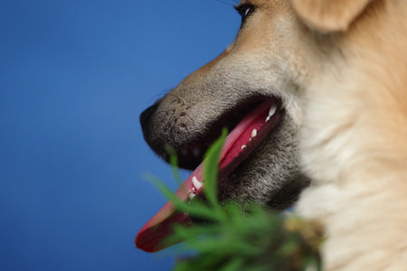 dog sniffing Plants leaves close up
