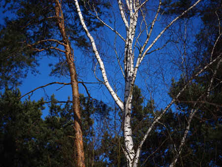 birch trees against the blue sky in the forest, nature seriesの写真素材