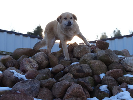 Dog on rocks in winter.