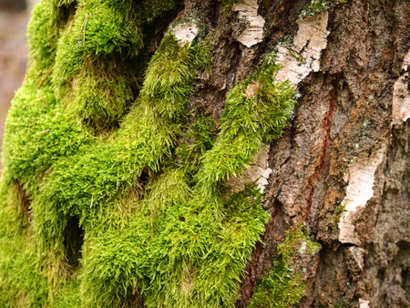 green moss plant on tree trunkの写真素材