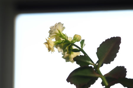 Kalanchoe plant in a pot blooms with yellow flower petals close upの写真素材