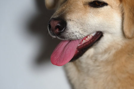 portrait of a yellow mongrel dog close up