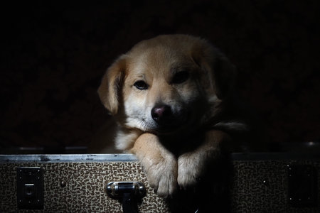portrait of a yellow mongrel dog close upの写真素材