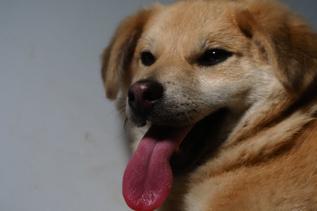 portrait of a yellow mongrel dog close upの写真素材