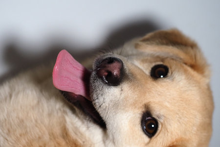 portrait of a yellow mongrel dog close upの写真素材