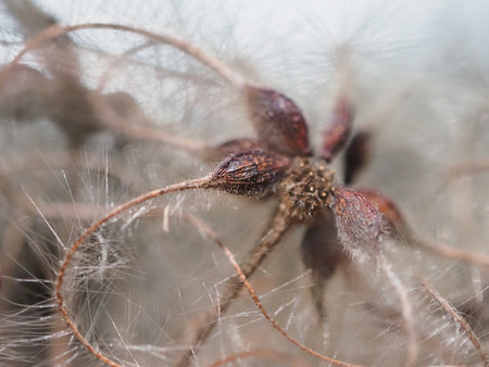 dry inflorescence of clematis plant with seedsの写真素材
