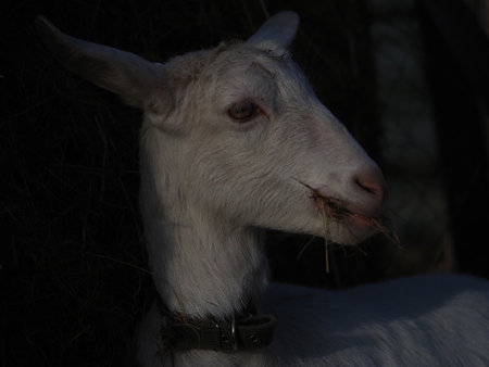 Saanen goat grazing free rangeの写真素材