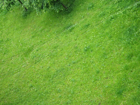Green lawn town grass field top viewの写真素材