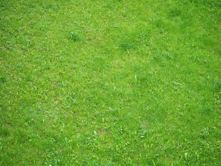 Green lawn town grass field top viewの写真素材