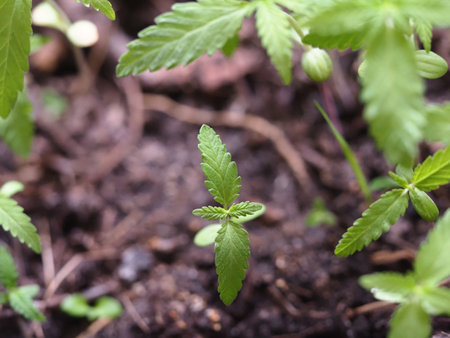 green young cannabis plant sprouts close up. marijuanaの写真素材