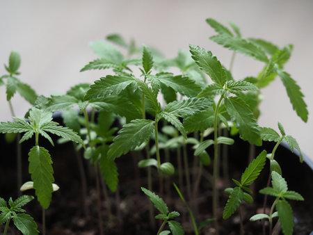 green young cannabis plant sprouts close up. marijuanaの写真素材