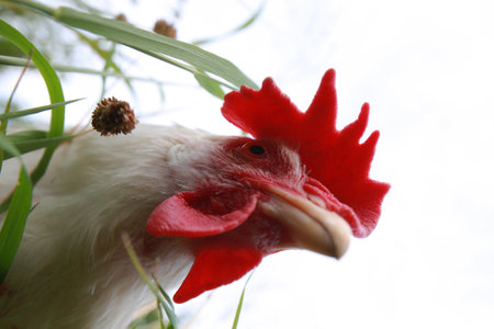 large portrait of white chicken searching for insects in grass