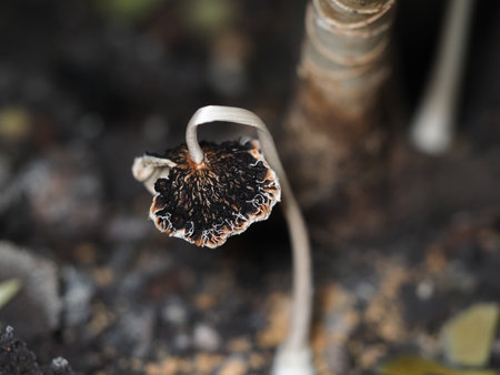 Macro shot of a small seedling growingの写真素材