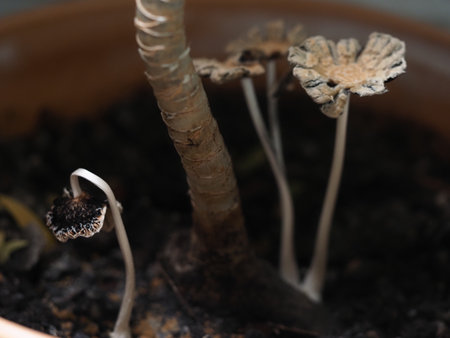 A closeup shot of a small seedlings in a clay potの写真素材