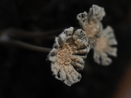 Dried flower in the garden, close-up, macro.の写真素材