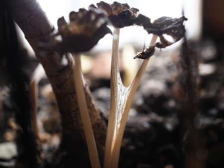 Water droplets on the leaves of a tree, close-upの写真素材