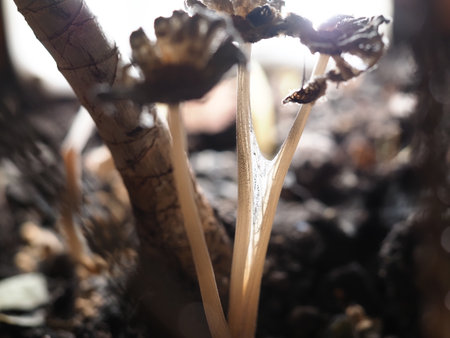 Closeup of small mushrooms growing in the soil. Selective focus.の写真素材