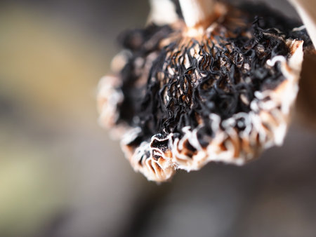Dried mushrooms in the forest. Macro photo with shallow depth of field.の写真素材