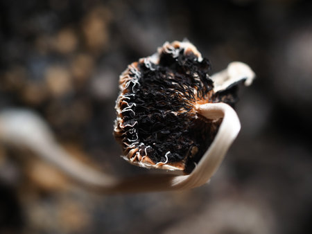 Close up of dried poppy seed. Shallow depth of field.