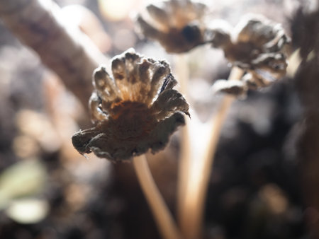 Fungus growing in the forest. Shallow depth of field.の写真素材