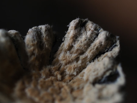 Macro shot of a piece of wood on a dark background.の写真素材