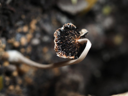 Mushroom seedling growing in the soil. Close up.の写真素材