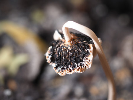 Dry poppy seedling growing in soil, close up macro shotの写真素材