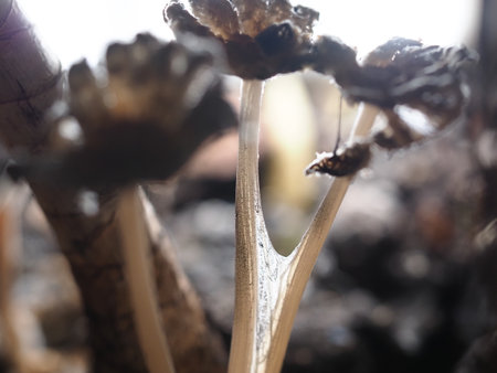 Mushroom growing in the forest. Close-up macro photography.