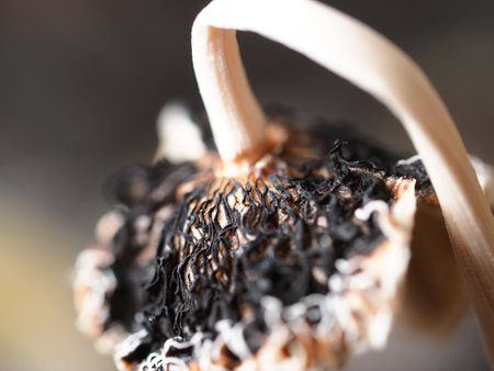 Close up of black fungus, macro shot, shallow depth of fieldの写真素材