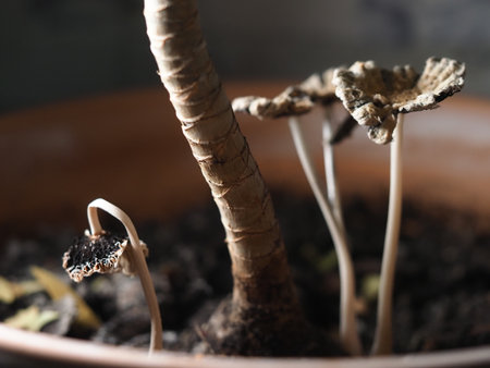 Mushroom seedlings in a clay pot. Selective focus.の写真素材