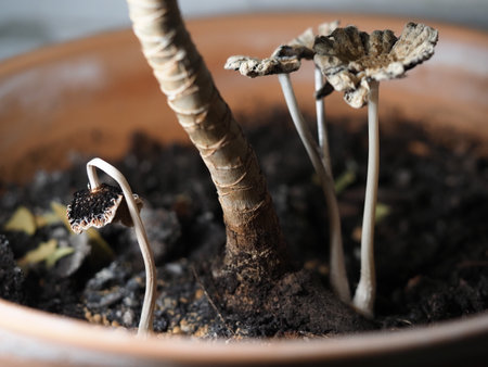 Close-up of two seedlings in a clay pot with soilの写真素材