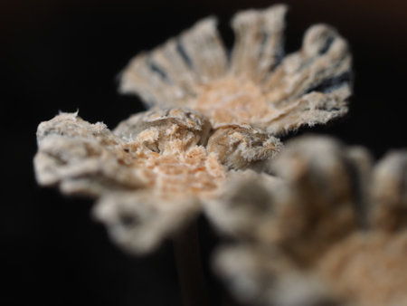 Close up.の写真素材