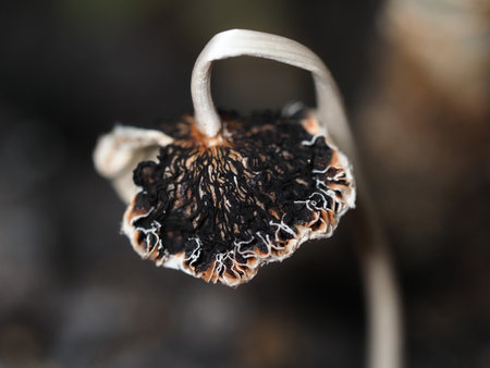 Dried seeds in the forest. Macro. Selective focusの写真素材