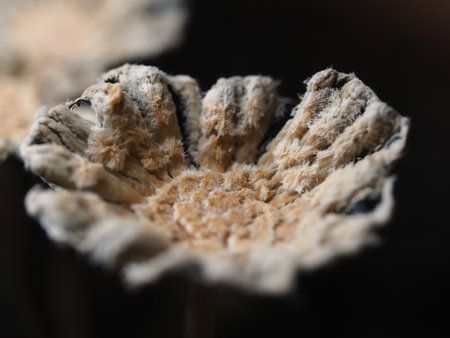 Macro image of dried flowers in the forest. Selective focusの写真素材