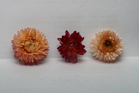 Three red and yellow flowers on a white backgroundの写真素材