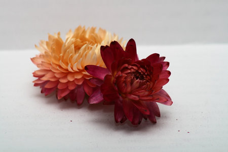 chrysanthemum on a white background. studio shot.の写真素材