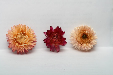 Three dahlia flowers on a white background with copy space.の写真素材