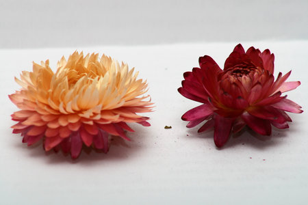 Red and yellow chrysanthemums on a white background.の写真素材