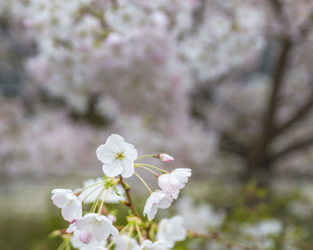 White flowers of cherry tree, flowers at spring, nature, backgroundの写真素材