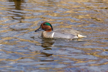 Small dabbling duck Green Winged Teal on a water in the lake alongの写真素材